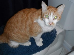 Samson