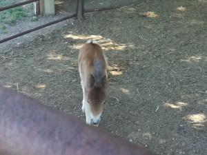 IMG_20130702_160031_581